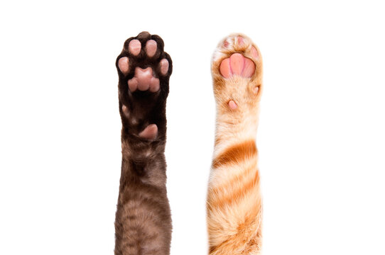Two paws of Devon Rex and Scottish Straight cats together isolated on white background