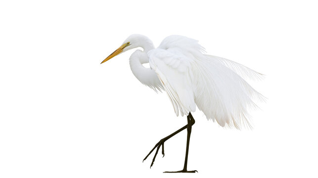 Great egret standing with wings slightly spread and yellow beak