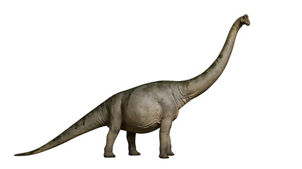 Brachiosaurus dinosaur with long neck and thick grey skin standing in profile © Lubos
