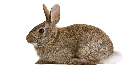 Brown fluffy cottontail rabbit sitting in profile view © Isolde