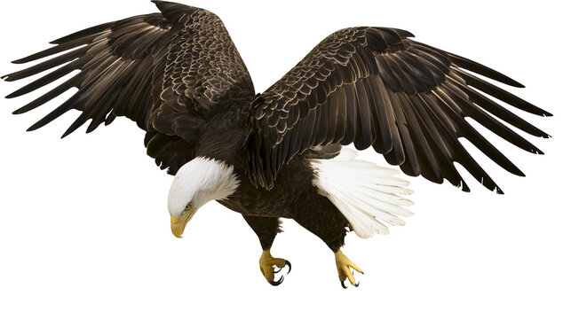 Majestic bald eagle in flight with wings spread wide and sharp talons extended