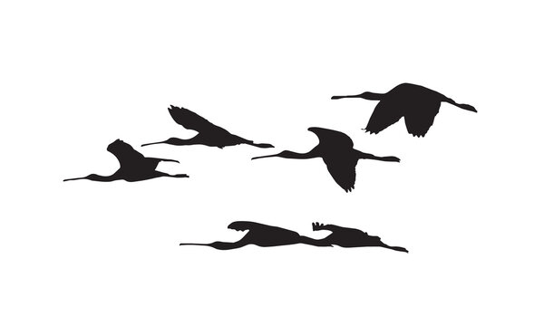An illustration of Eurasian Spoonbills (Platalea leucorodia) flying in a flock in the sky, designed in vector format.