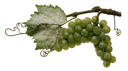 Fresh green grapes cluster with vine and large leaf © Lubos