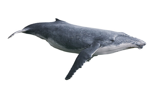 Humpback whale swimming with long pectoral fins and textured grey skin