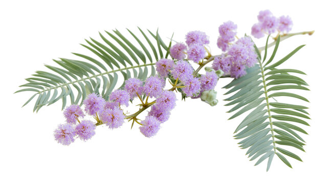 Purple mimosa pudica flower branch with green feathery pinnate leaves