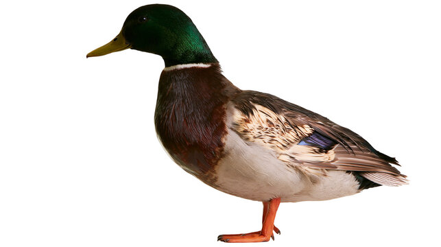 Male mallard duck with iridescent green head and brown chest feathers