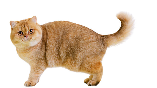 Ginger British Shorthair cat standing with fluffy tail raised