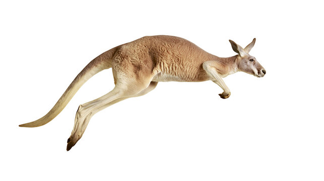 Red kangaroo jumping in mid-air with powerful hind legs and long tail