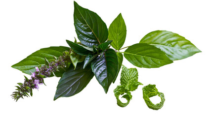 Fresh Thai basil sprig with purple flower spike and curled green mint leaves © Lubos