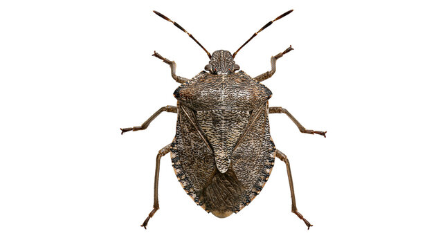Brown marmorated stink bug with mottled textured shield and long antennae