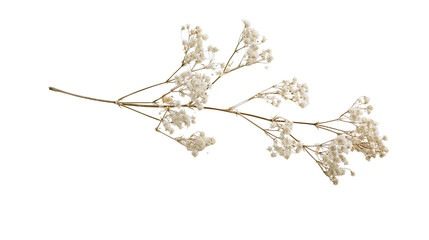 Delicate dried gypsophila flower branch with tiny white blossoms © Lubos