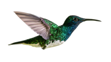 Fototapeta premium Iridescent green and blue hummingbird in flight with spread wings
