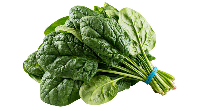 Fresh green spinach leaves bunch tied with a blue rubber band