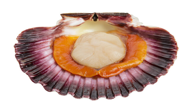 Fresh raw scallop with orange roe in a dark purple and white ridged shell