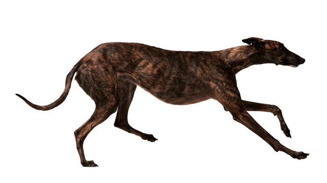 Brindle greyhound dog running in full stride