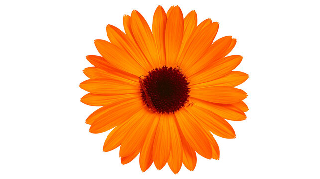 Vibrant orange calendula flower head with dark brown center