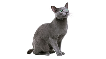 Elegant Russian Blue cat with green eyes sitting and looking up © Lubos