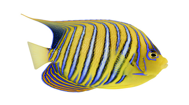Blue and yellow striped angelfish with vibrant patterns