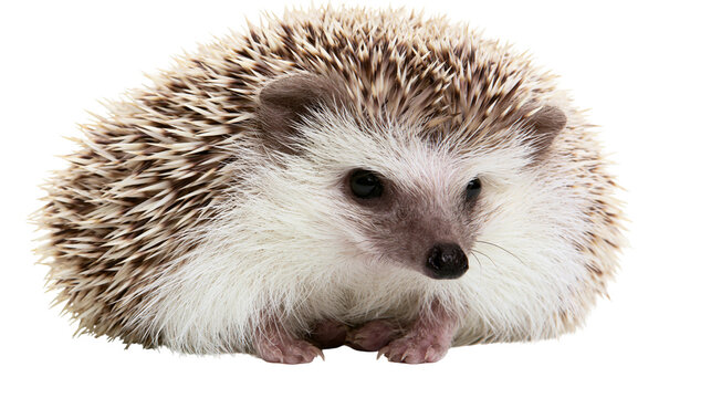 Small African pygmy hedgehog with brown and white spiky quills
