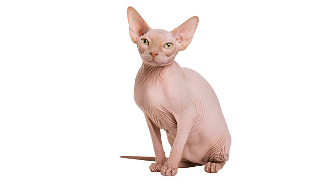 Pinkish skin Sphynx cat sitting and looking forward with large ears