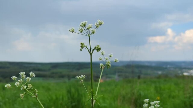 Delicate cow parsley wildflower gently swaying in the breeze with a lush green meadow in the background