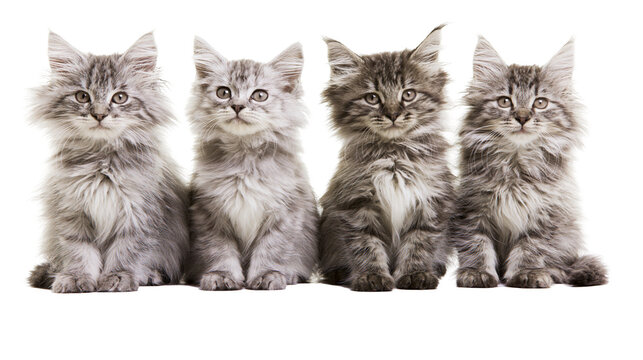 Four fluffy grey tabby kittens sitting in a row