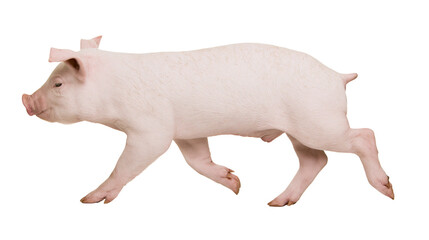 Young pink piglet running and looking forward © Lubos