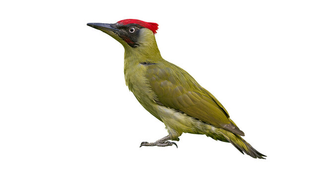 European green woodpecker with vibrant red crown and olive green plumage