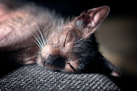 Close-up potrait of exotic werewolf cat sleeping on the sofa. Horizontal image. 