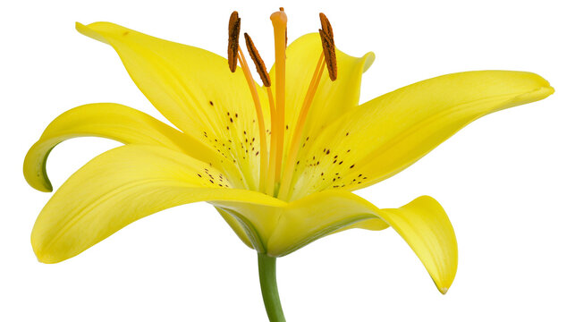 Vibrant yellow lily flower with brown stamens and green stem