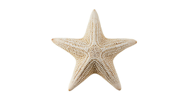 Five-pointed beige starfish with textured bumpy surface and radial symmetry