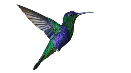 Iridescent green and purple hummingbird in flight with wings spread © Lubos