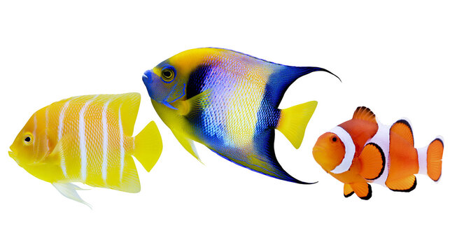 Yellow striped angelfish blue and yellow angelfish, and orange clownfish