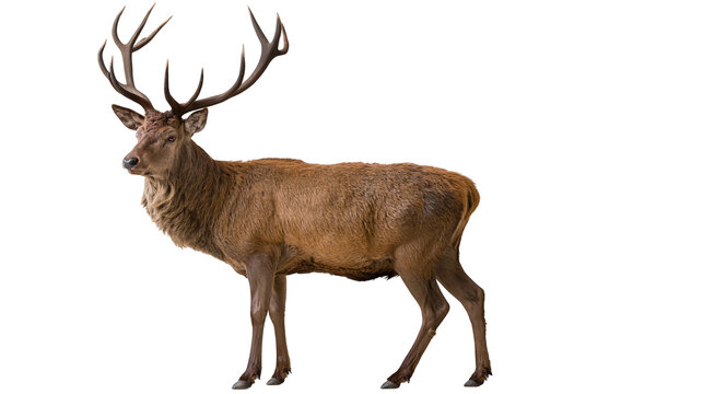 Majestic red deer stag with large branched antlers standing in profile