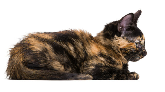 Small tortoiseshell kitten lying down with black and orange fur pattern