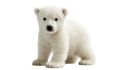 Fluffy white polar bear cub standing and looking forward © Andrei