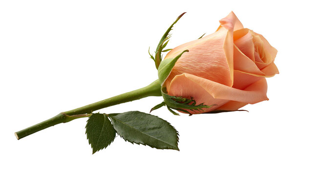 Single peach colored rose flower with green stem and leaves