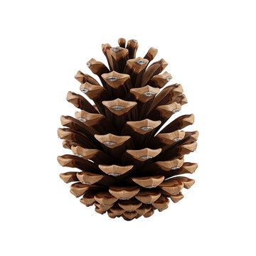 Large brown pine cone with open scales isolated on transparent background for fall decor.
