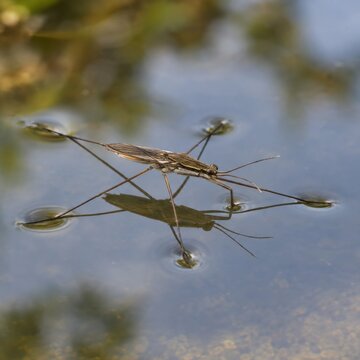 Water strider resting on a reflective pond surface