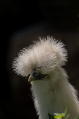 Fototapeta premium Young Silkie chicken free in the garden on a spring day