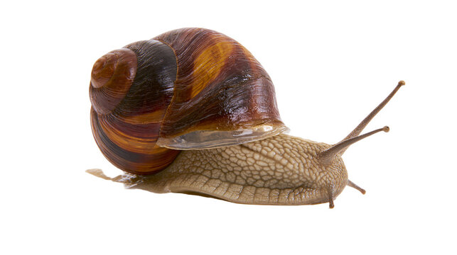 Brown striped garden snail with textured skin and spiral shell