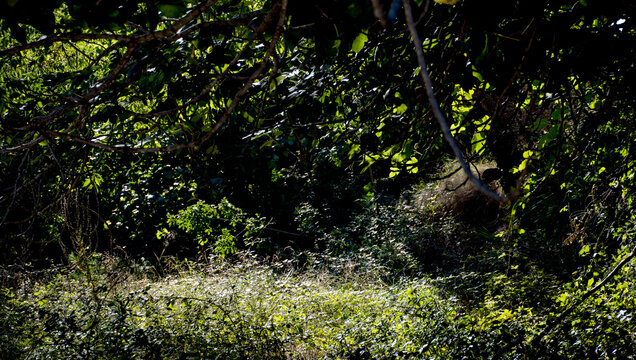 Peque&ntilde;o claro en el bosque iluminado las hojas de los arboles.