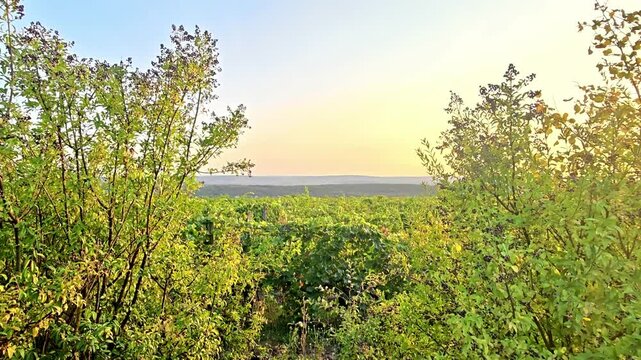 Lush green vineyard landscape revealing from behind bushes