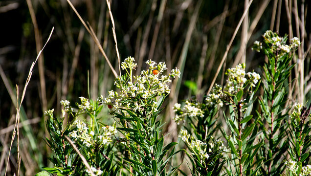 Ttorvisco (Daphne gnidium) es un arbusto mediterr&aacute;neo de hojas verdes y flores blancas peque&ntilde;as, t&oacute;xico y muy vistoso.
