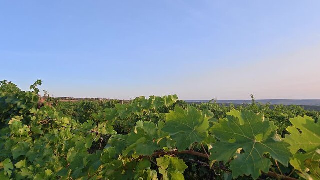 Scenic vineyard landscape with grapevines at sunset
