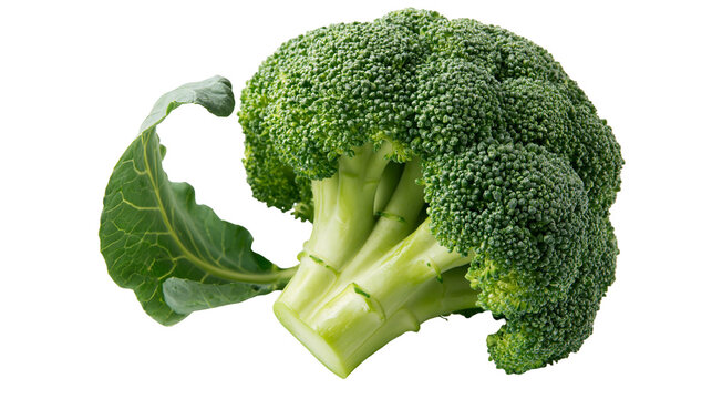 Fresh green broccoli floret with a large leaf attached