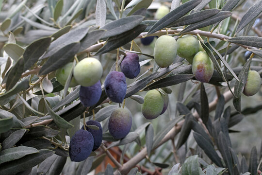 fresh olives on a branch	