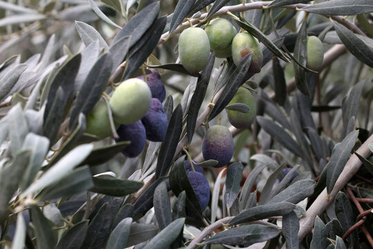 fresh olives on a branch	