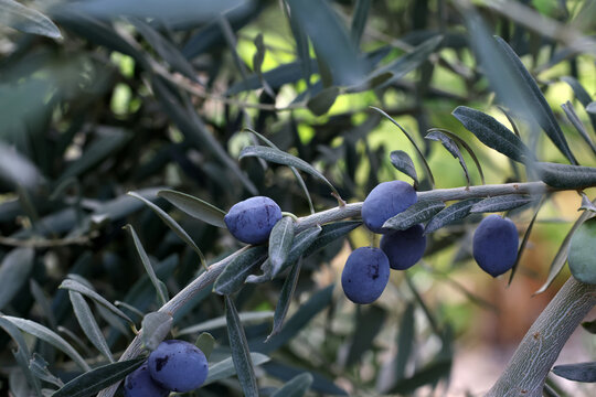 fresh olives on a branch	