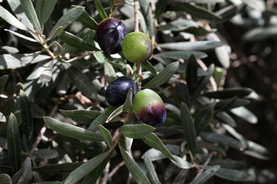 fresh olives on a branch	